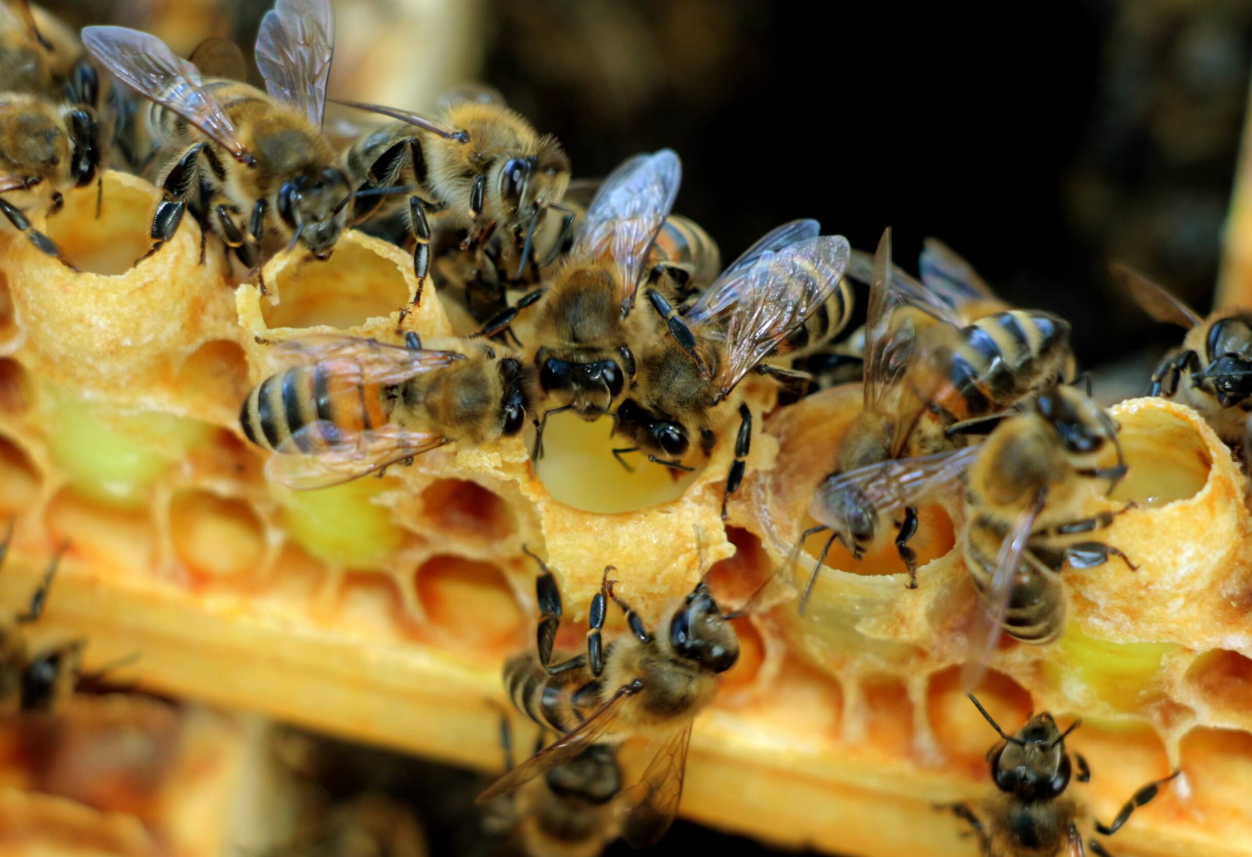 Пчелиное маточное молочко цена на нативное, живое у нас доступная