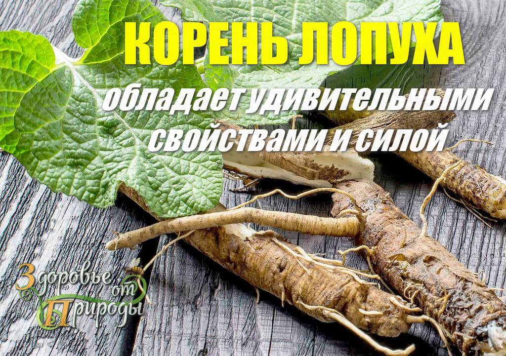 Корень лопуха настойка