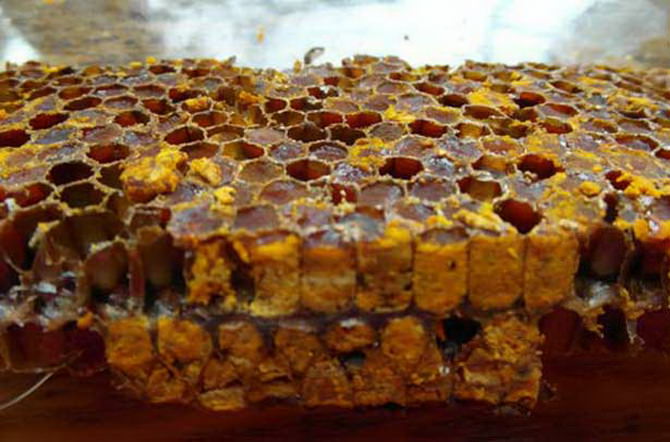 Перга пчелиная при язве желудка